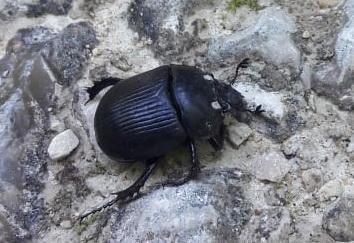 Réf. 236 407 : Typhaeus typhoeus